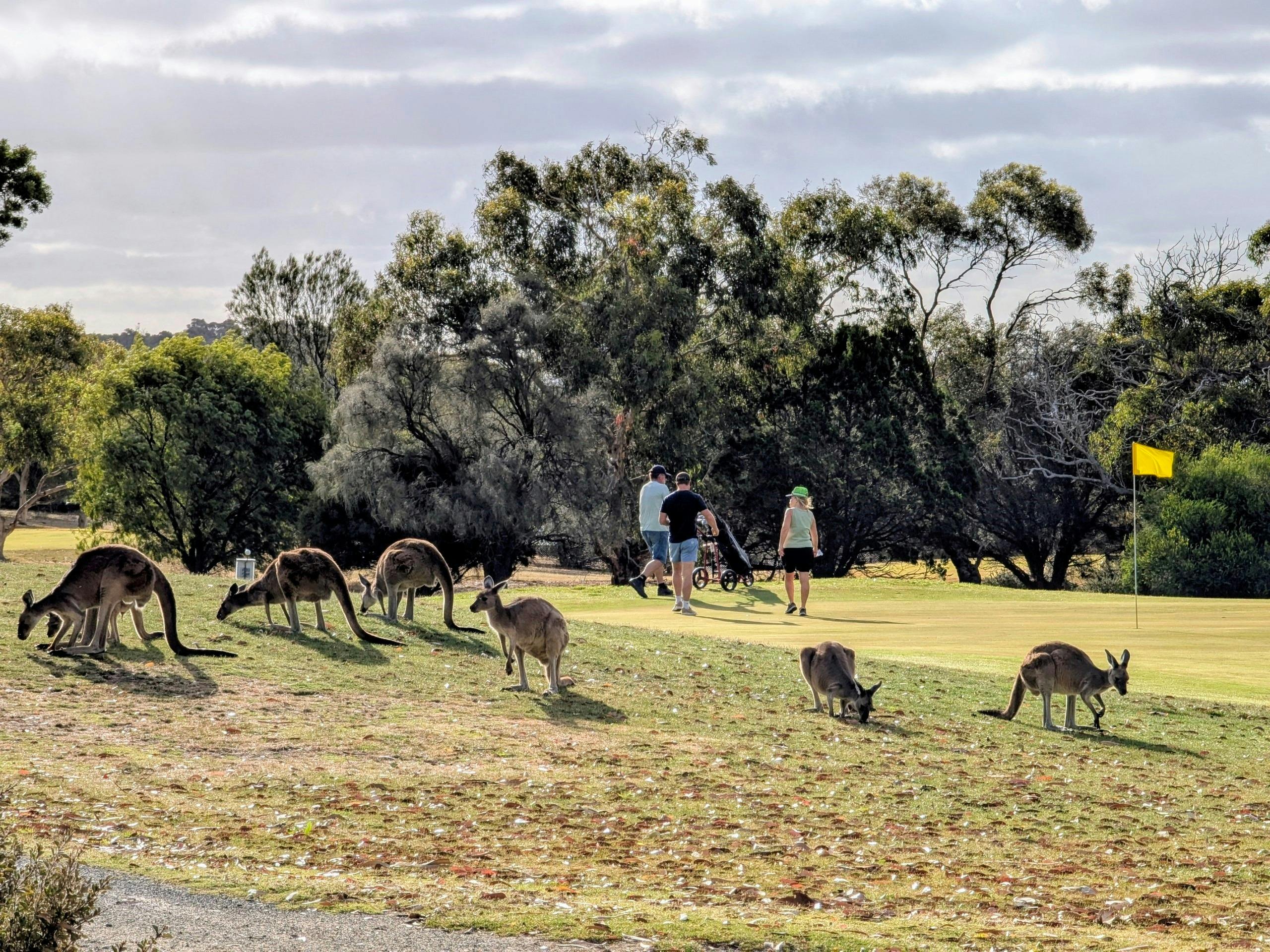 Kangaroos on site