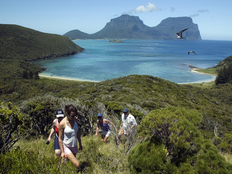 Lord Howe Island Nature Tours