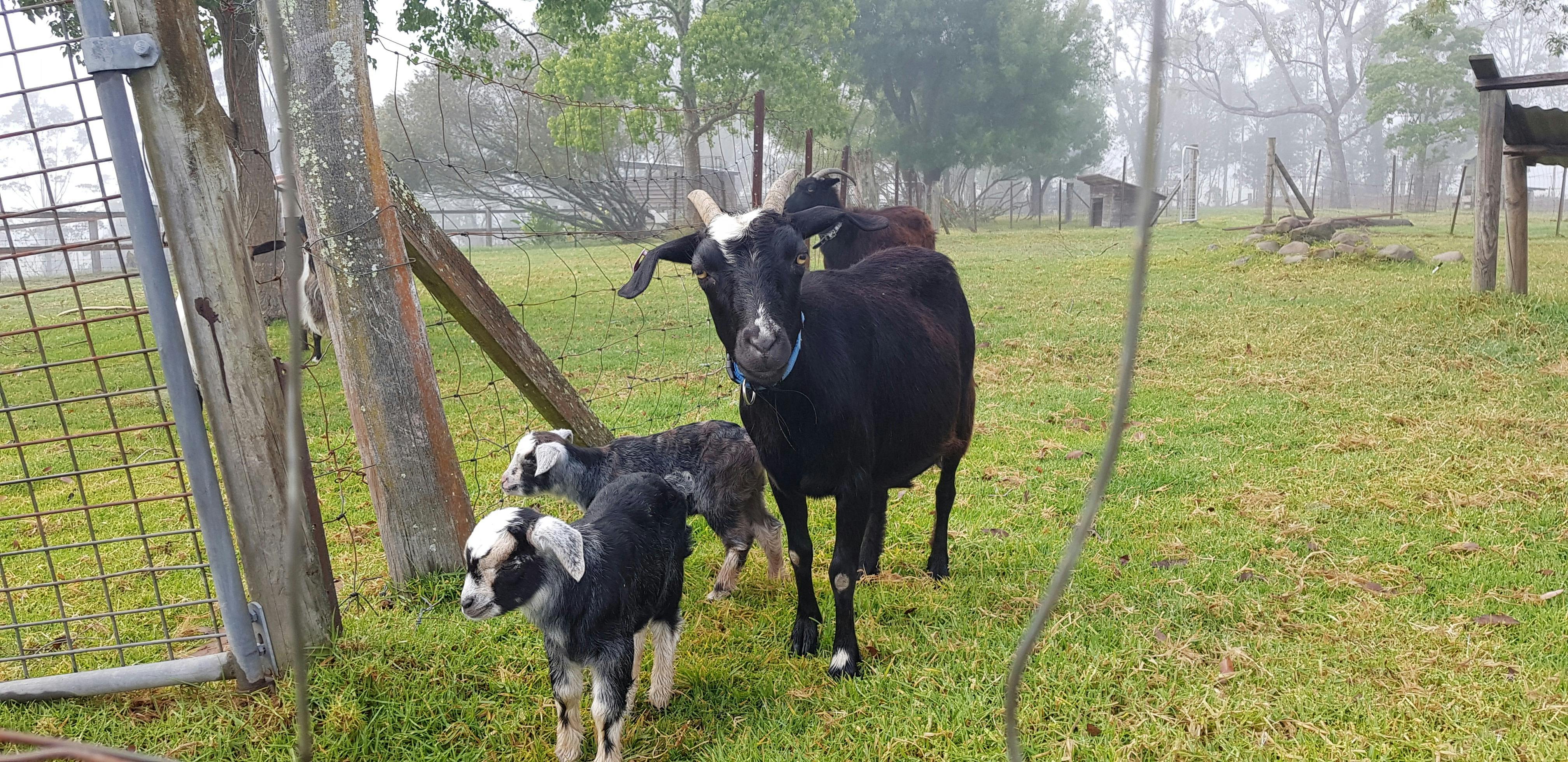 Miniature goats