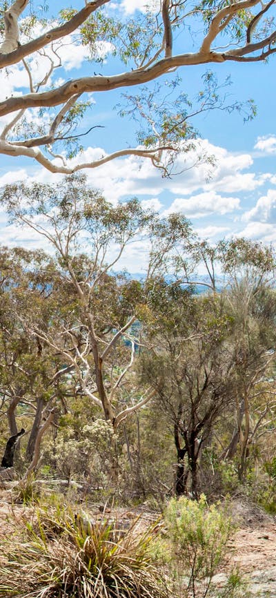 Views over Canberra from the top of Mount Ainslie