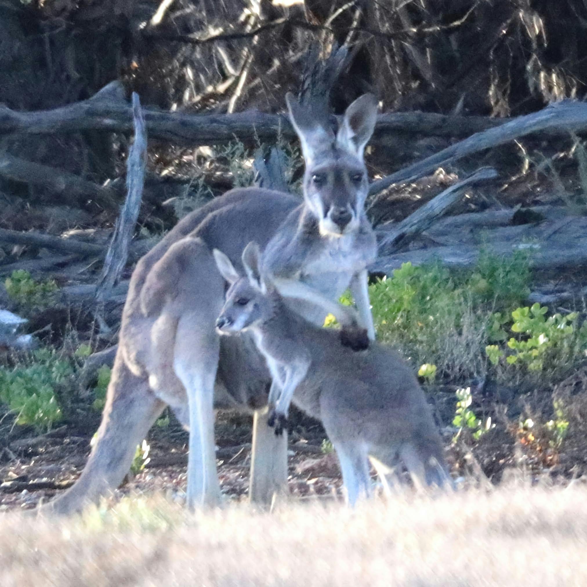 Female Red Kangaroo and Joey