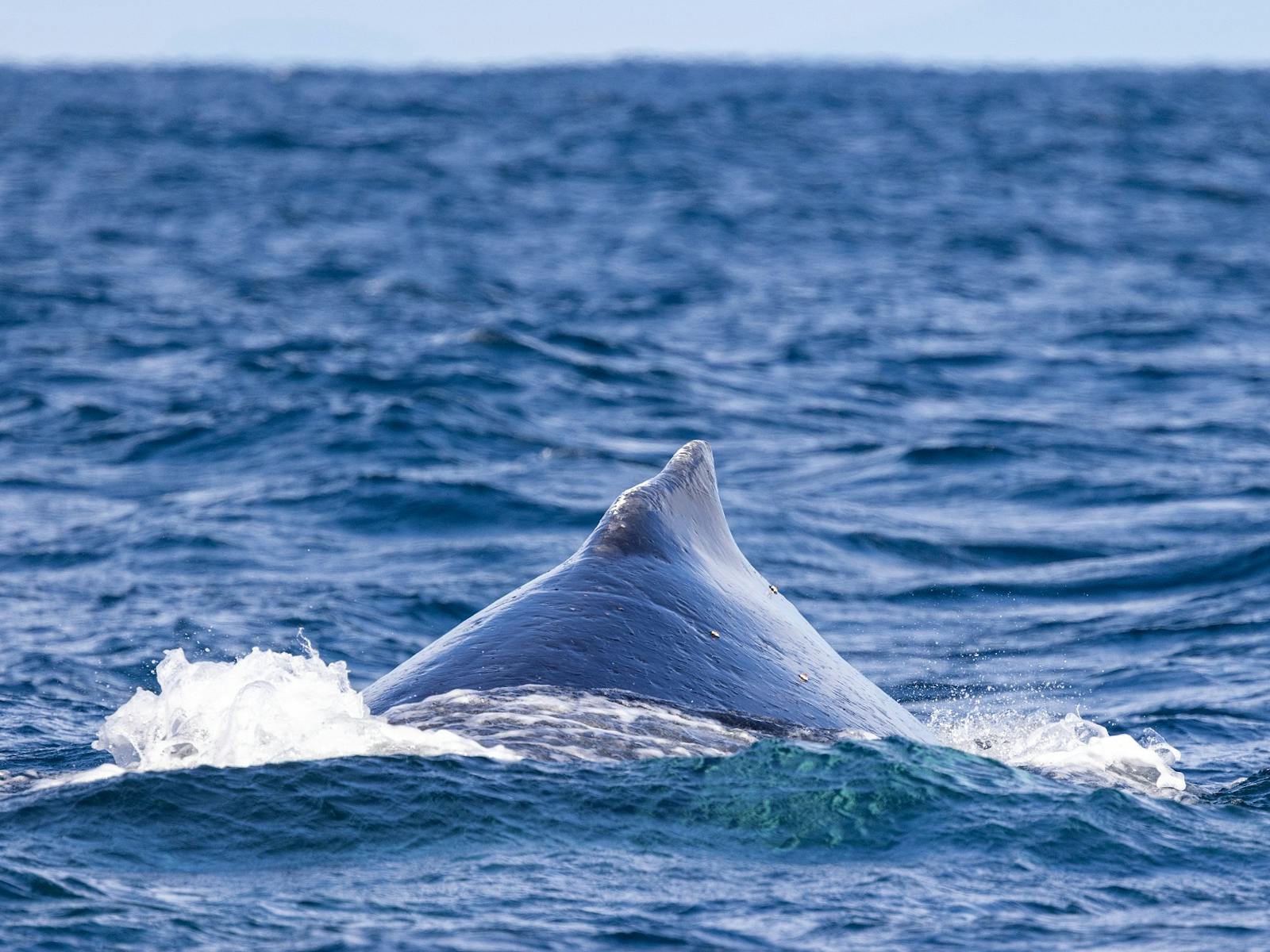 Whales off Cronulla NSW