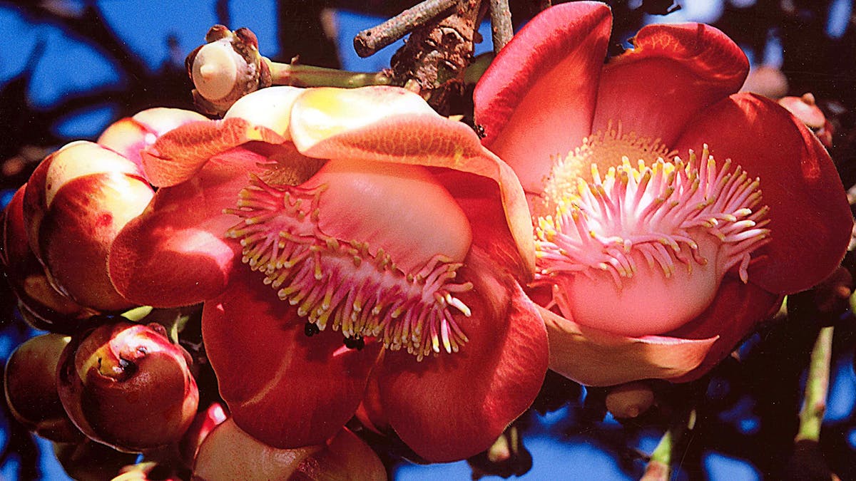 Cannonball flowers / Couroupita guianensis