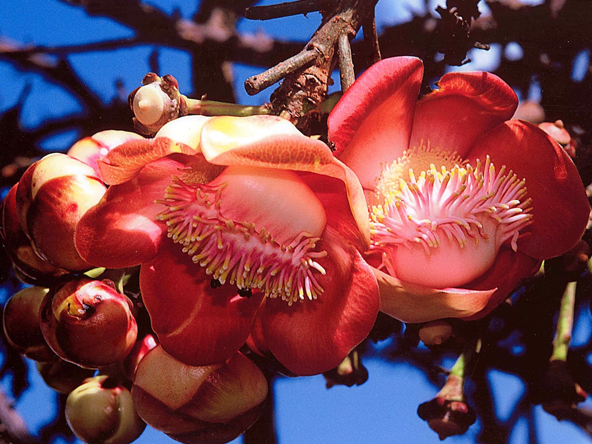 Cannonball flowers / Couroupita guianensis