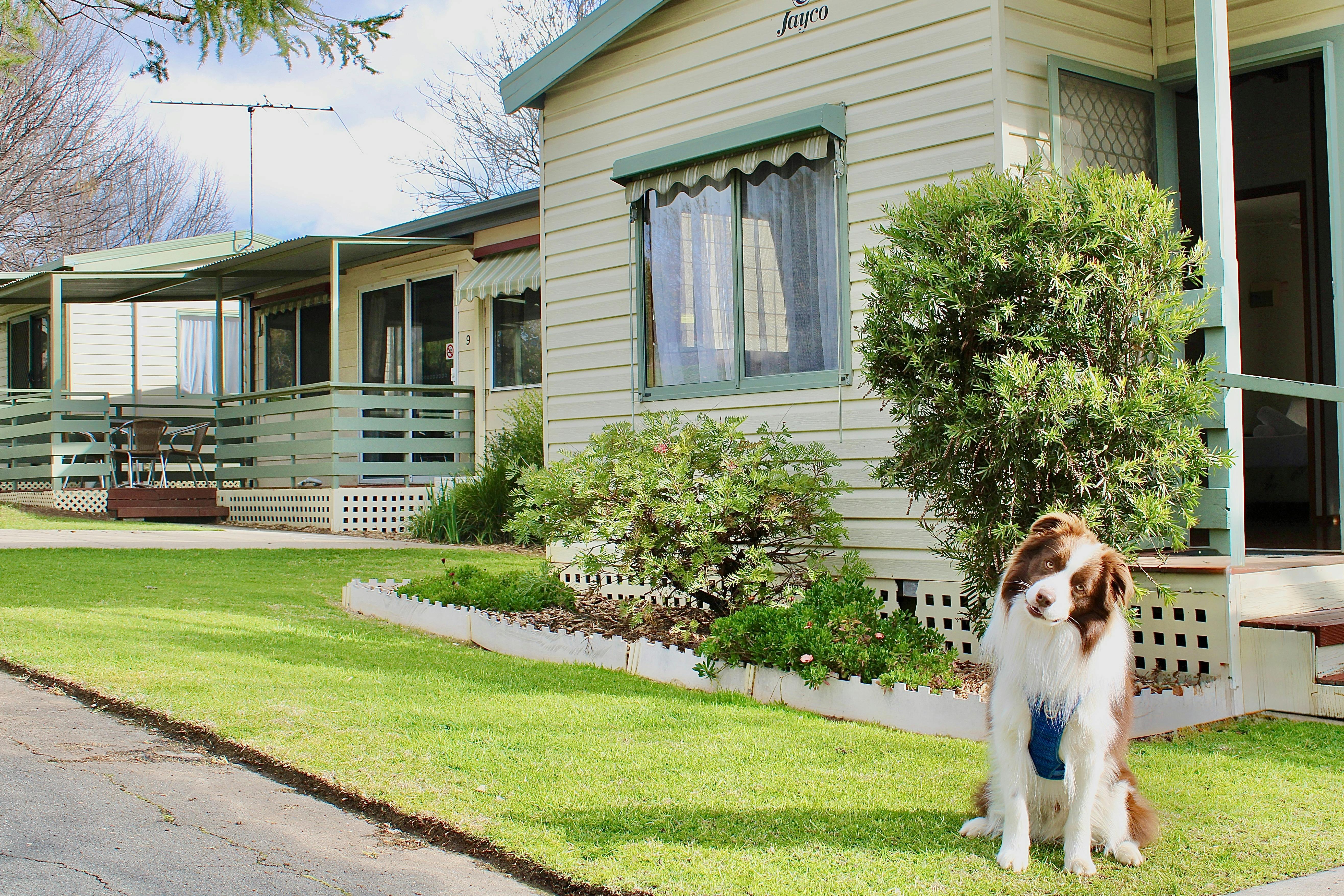 Dog in front of pet friendly cabin