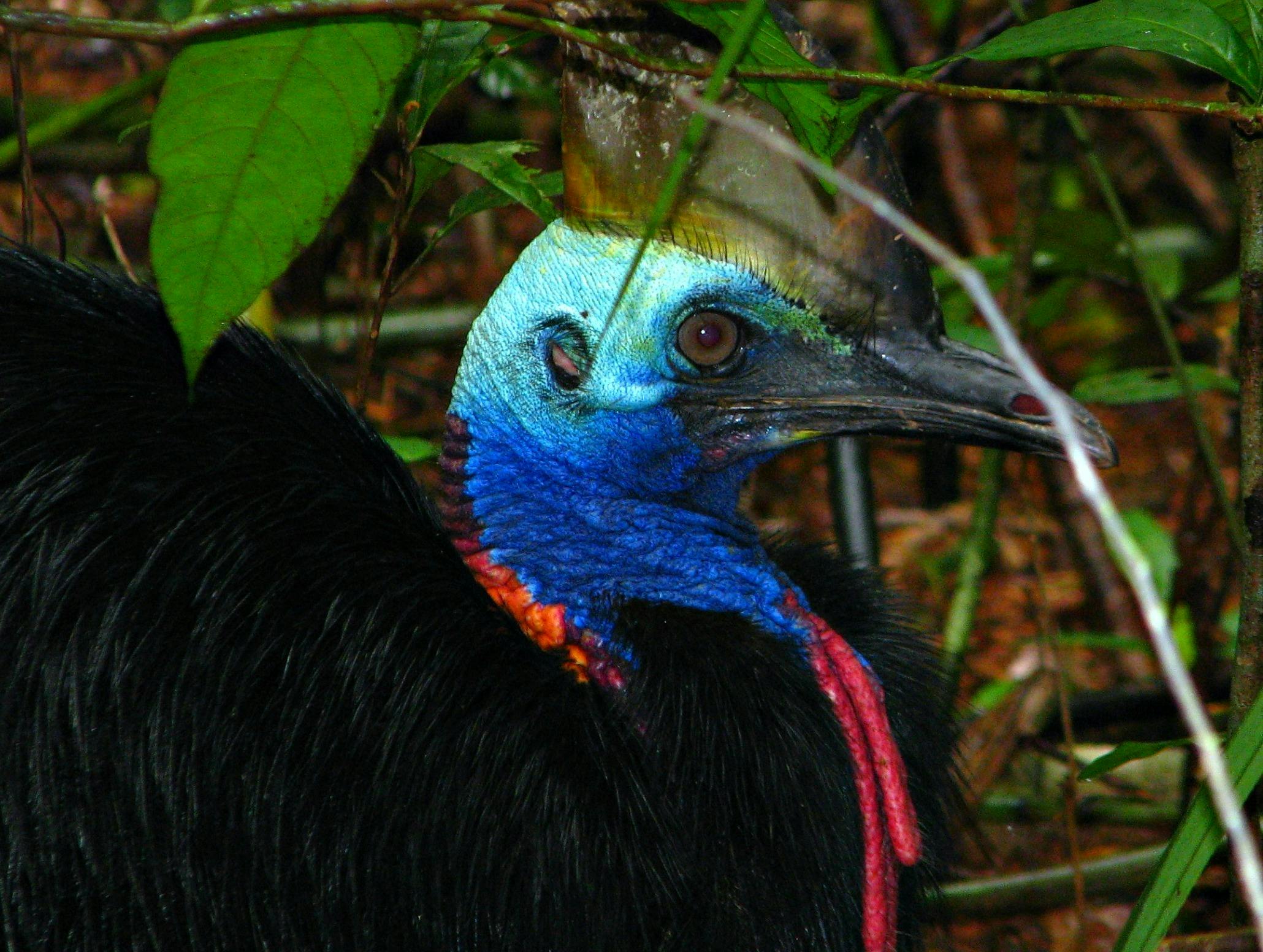 Daintree Rainforest to Cape Tribulation via Mossman Gorge