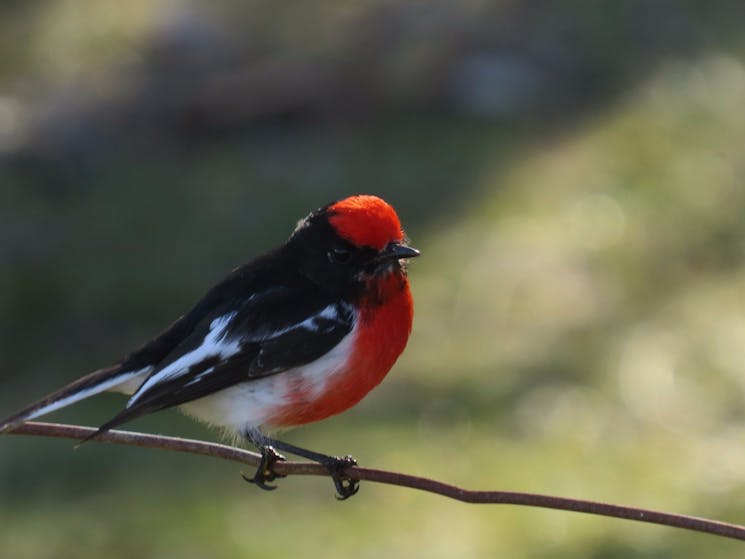 Red-capped Robin in Grenfell NSW