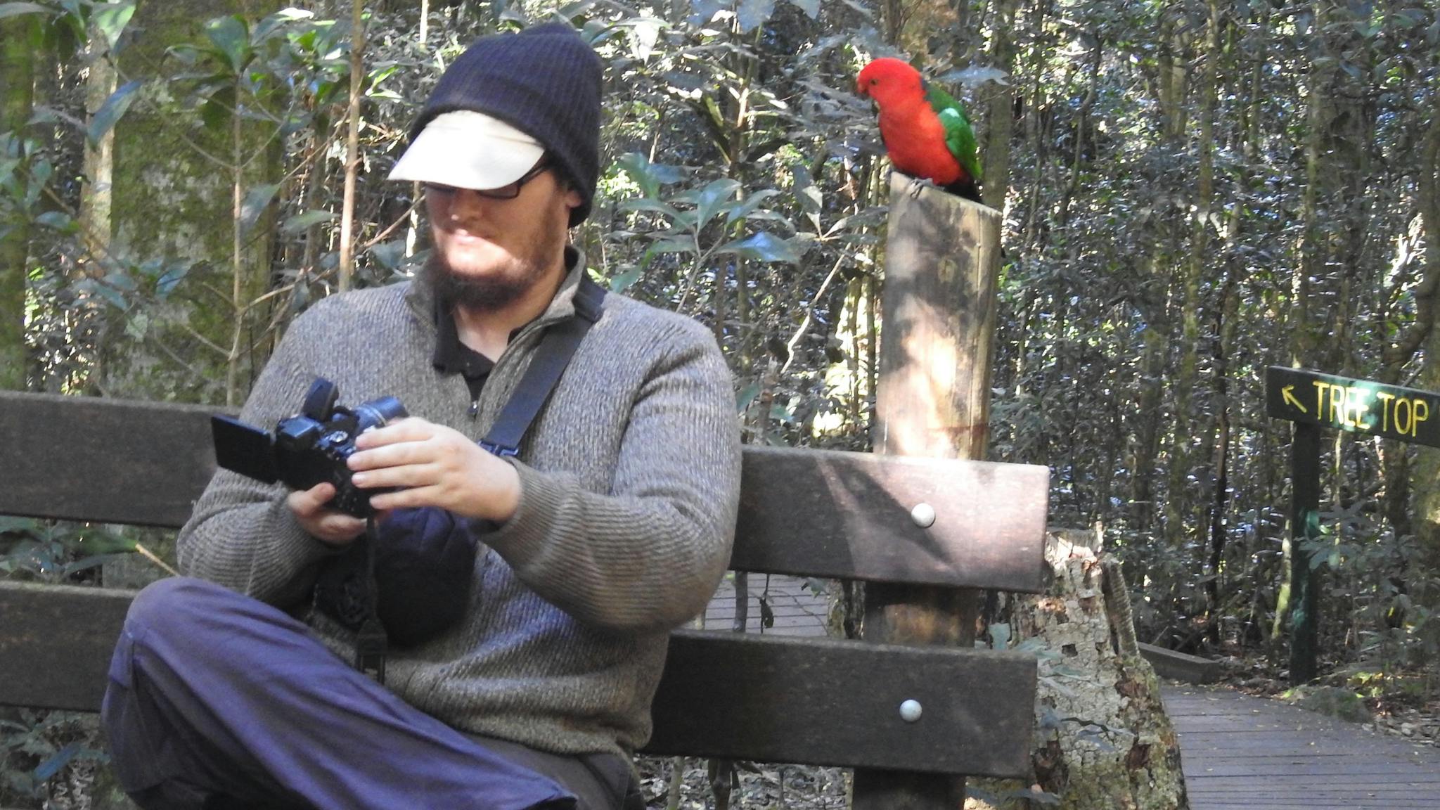 Selfie  with king parrot in forest