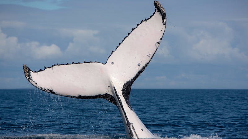 Whale Watching