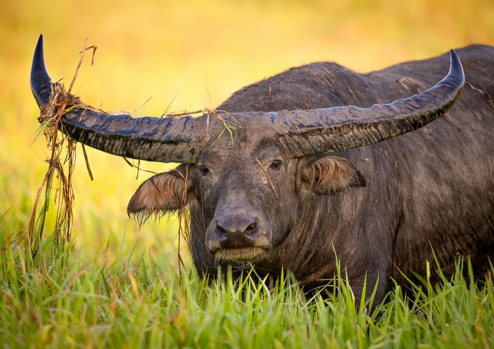 Buffalo Bull on the floodplains