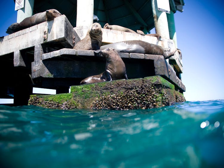 Snorkel with the Seals