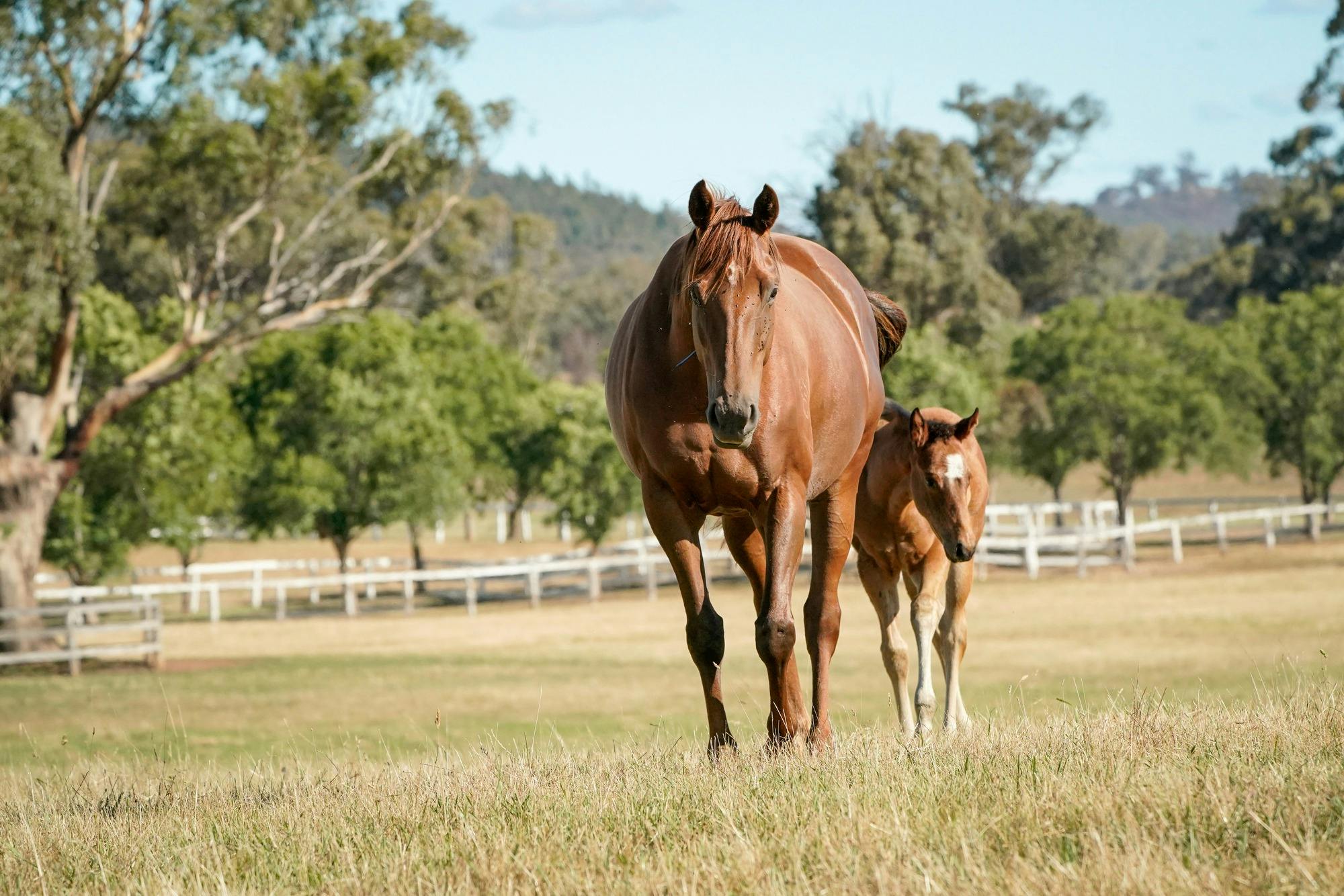 Gooree Stud Tours