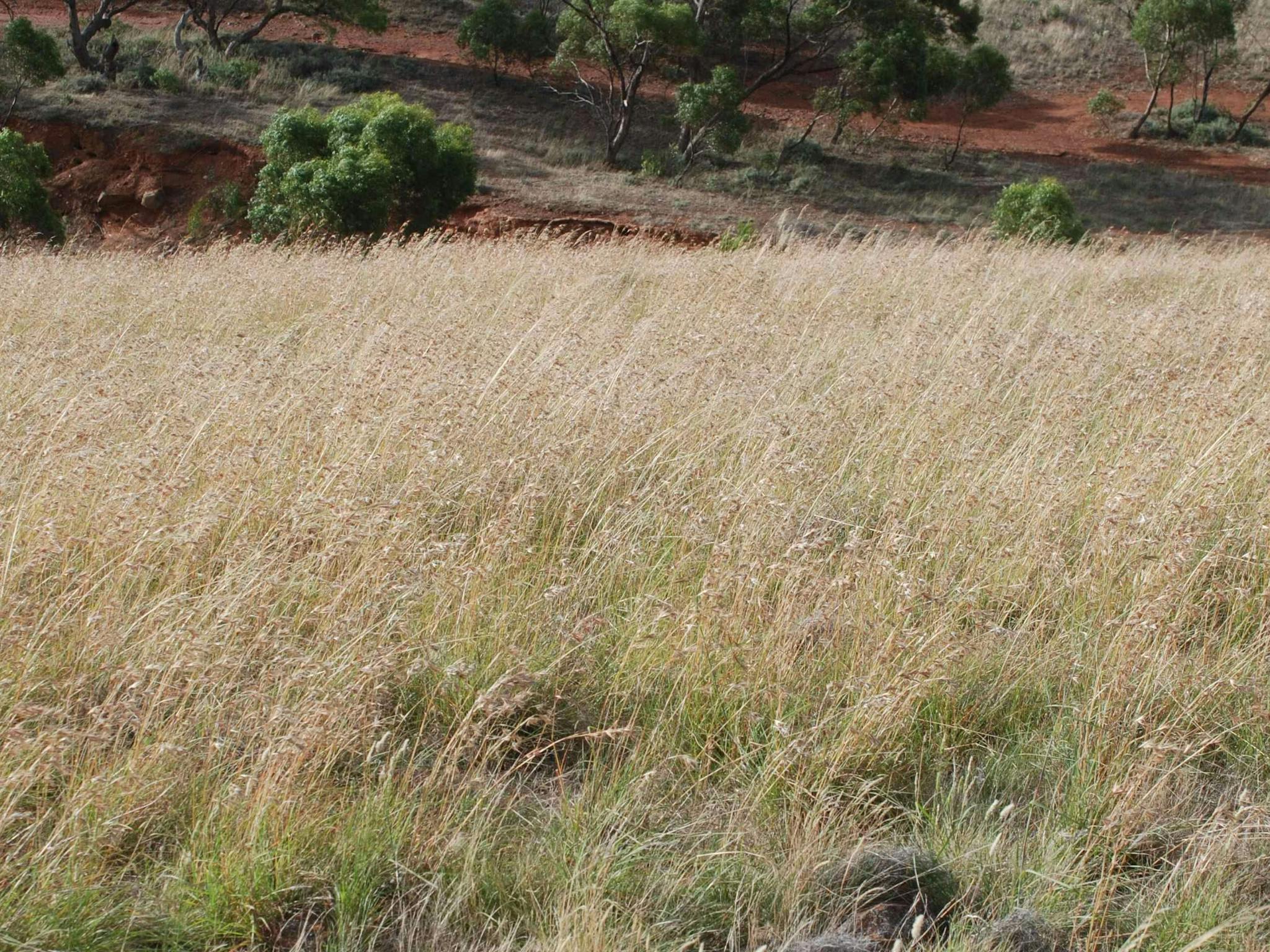 Levi Creek