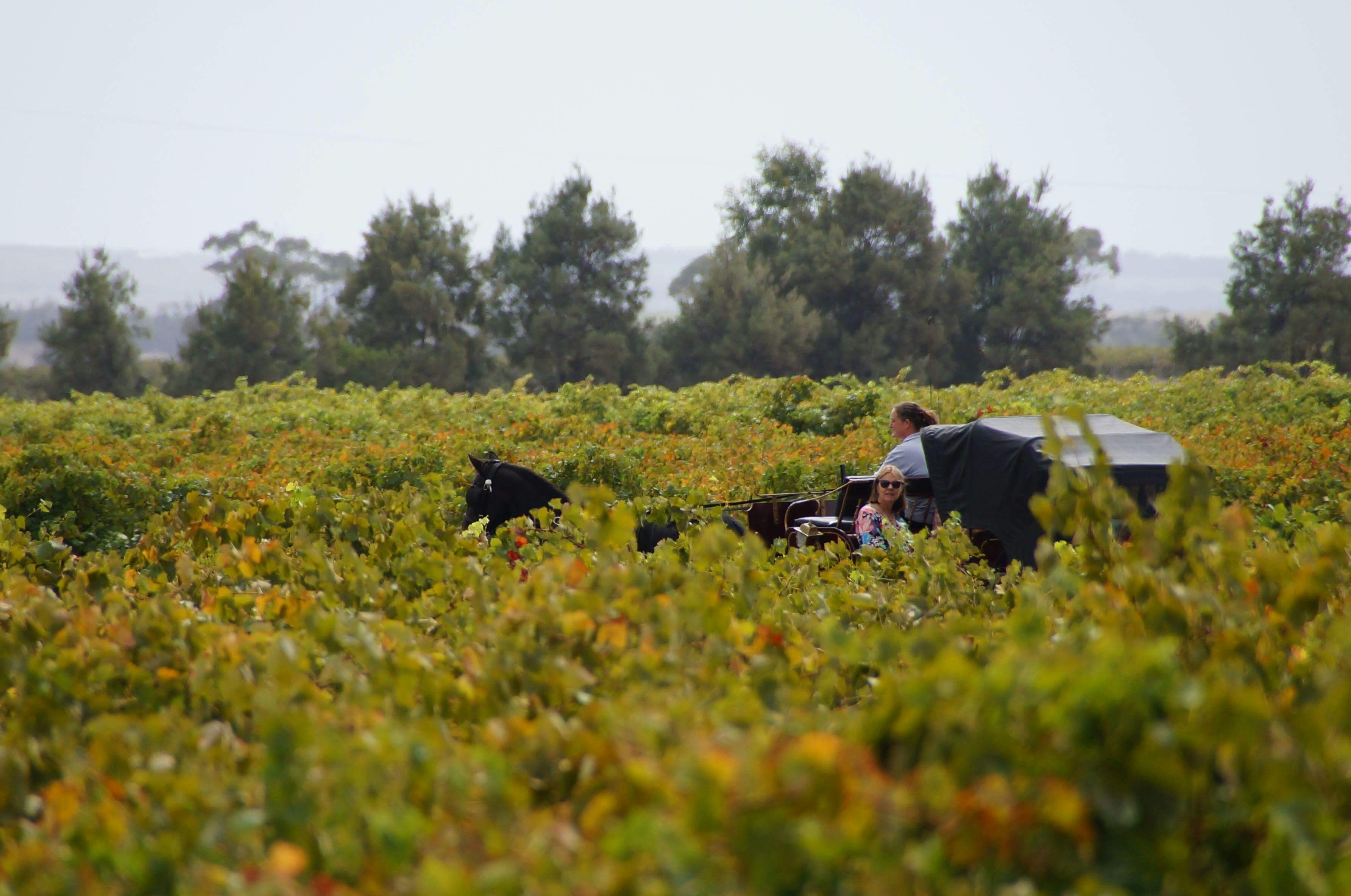 immerse yourself in Langhorne Creek wine region