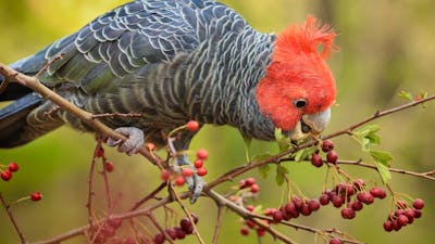 Male Gang-gang cockatoo