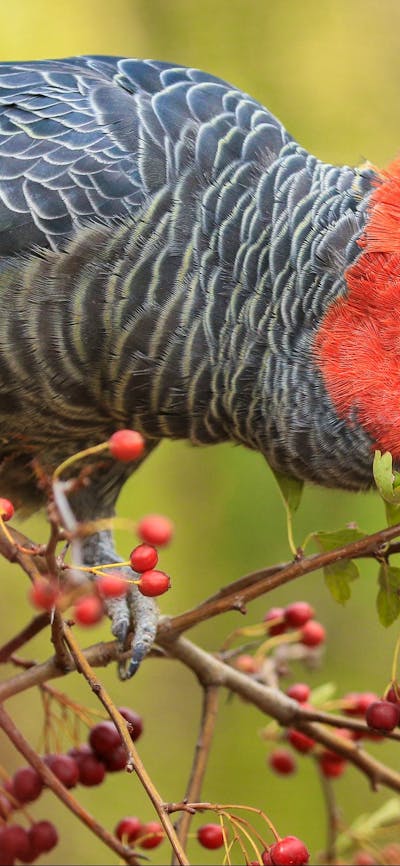Male Gang-gang cockatoo
