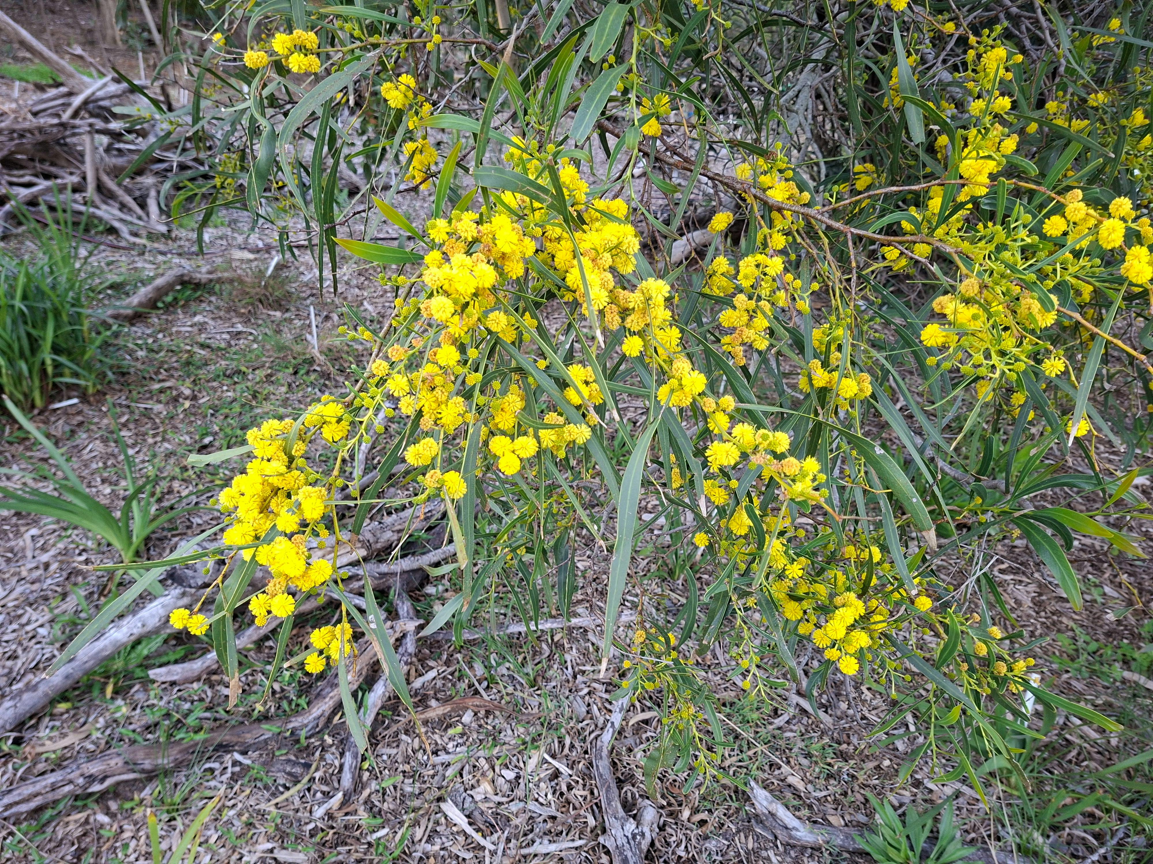 Green Space, Flora, Birds, Nature