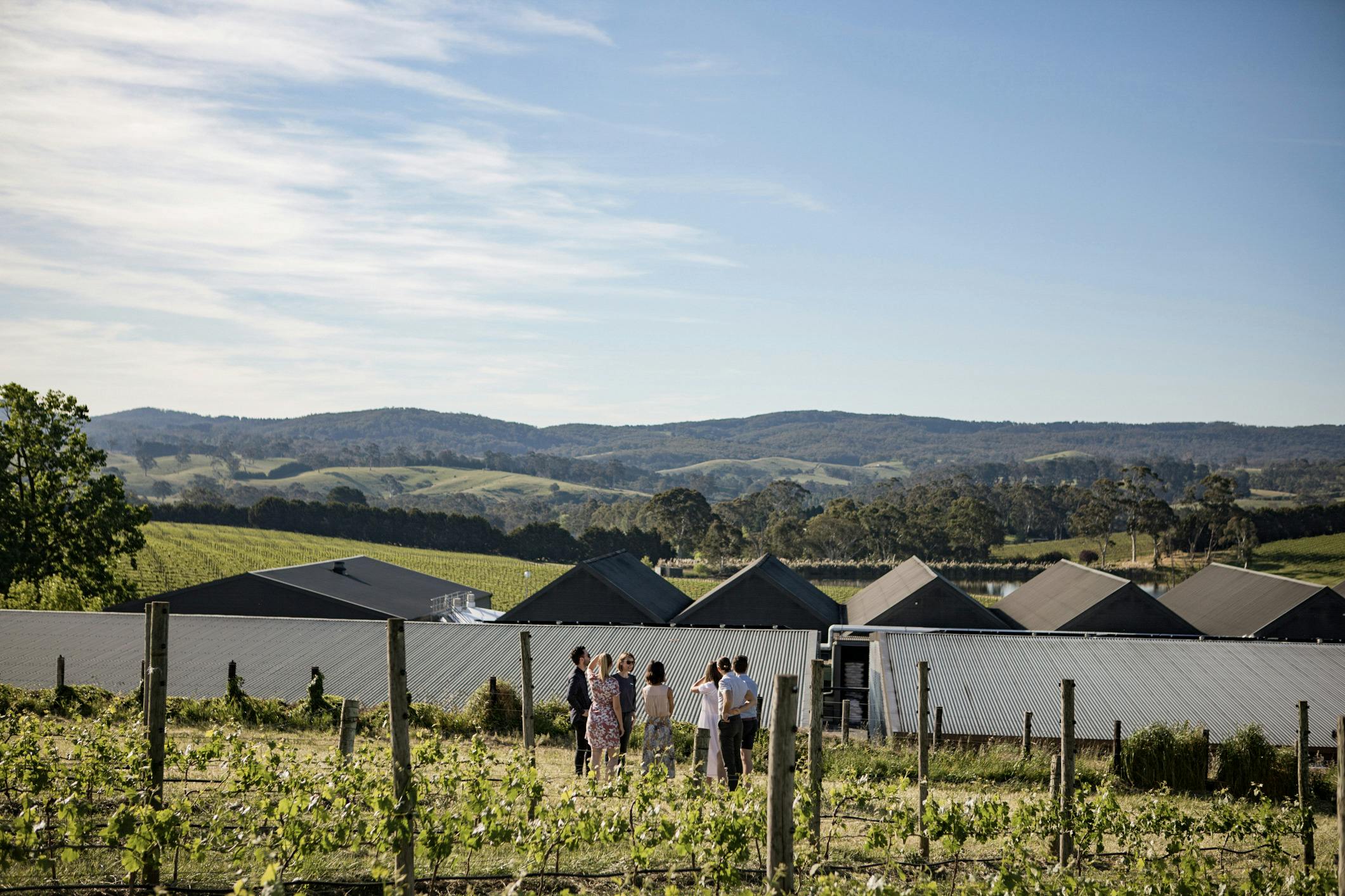 Balhannah Shiraz Vineyard- Shaw + Smith