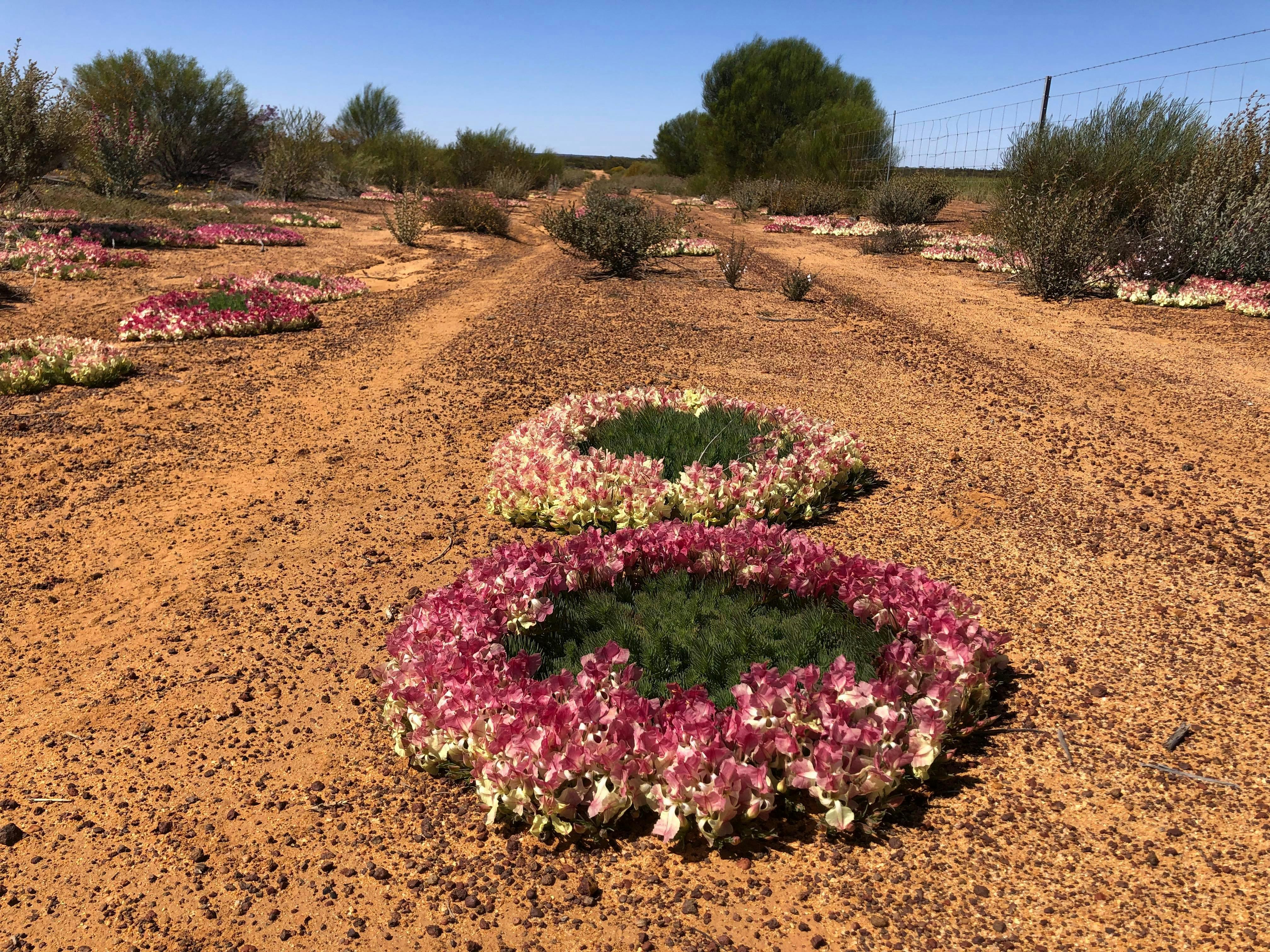 Spectacular colours of  the delicate & rare Wreath Flowers line the red dird roads of Canna, Morawa