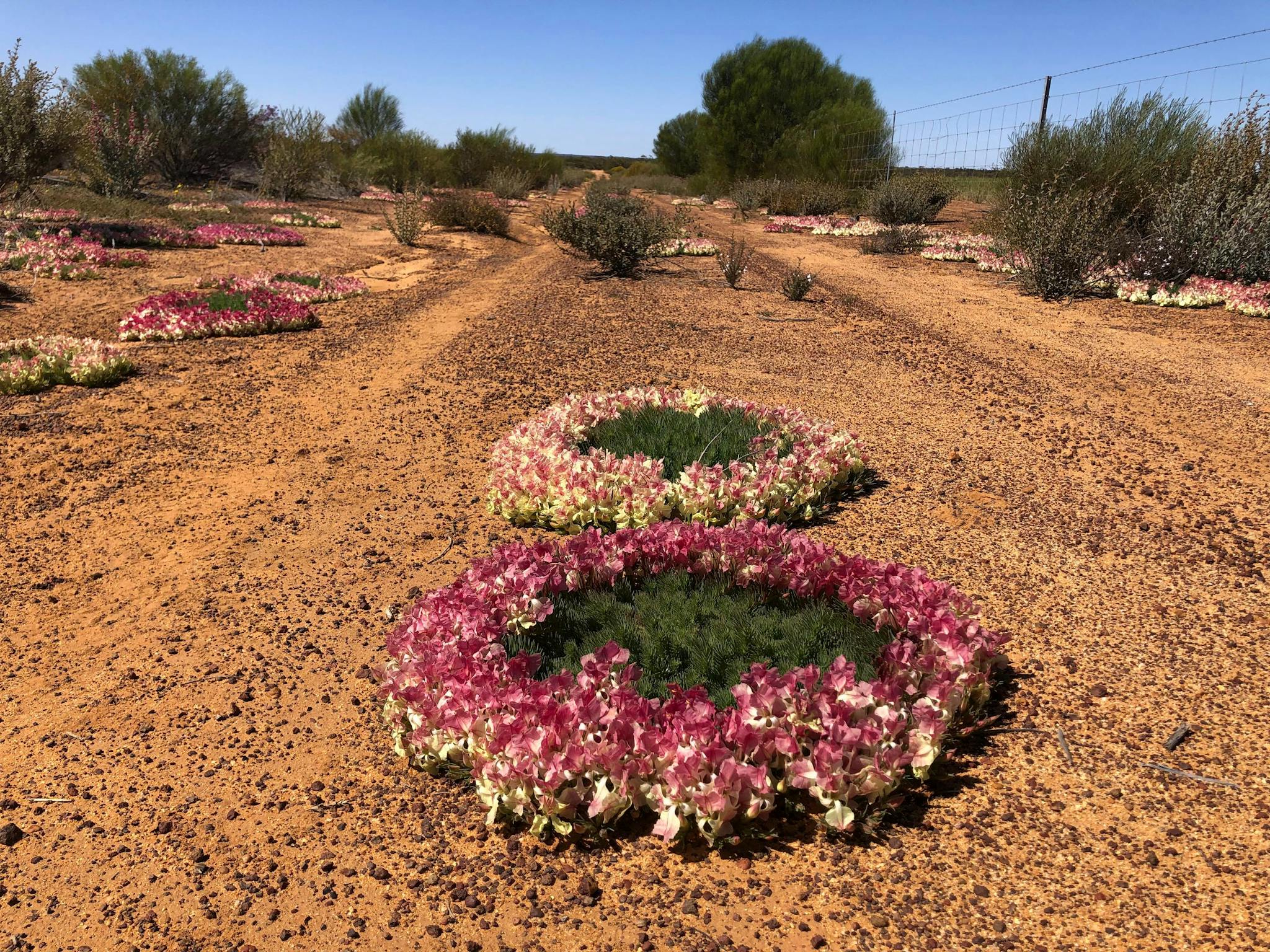 Spectacular colours of the delicate & rare Wreath Flowers line the red dird roads of Canna, Morawa