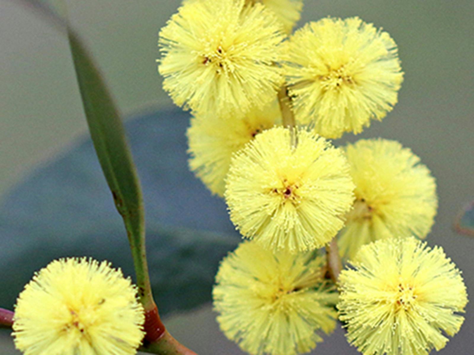 A close image of a tight cluster of Golden Wattle blooms