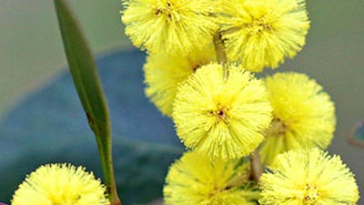 A close image of a tight cluster of Golden Wattle blooms