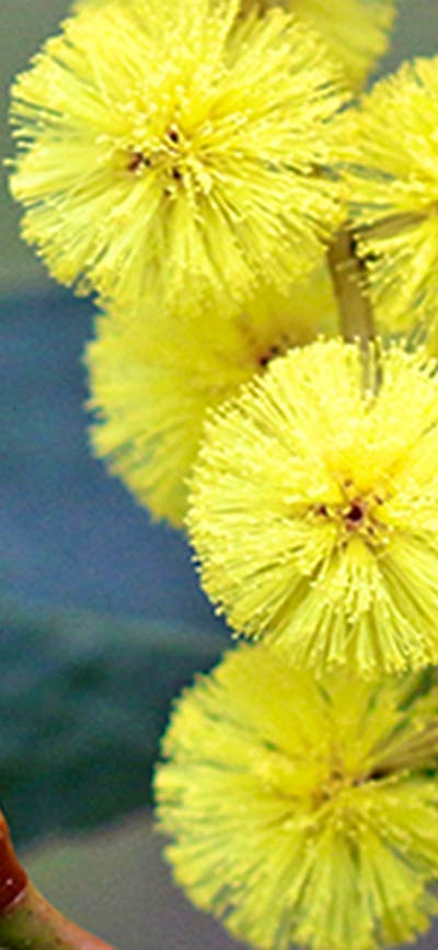 A close image of a tight cluster of Golden Wattle blooms