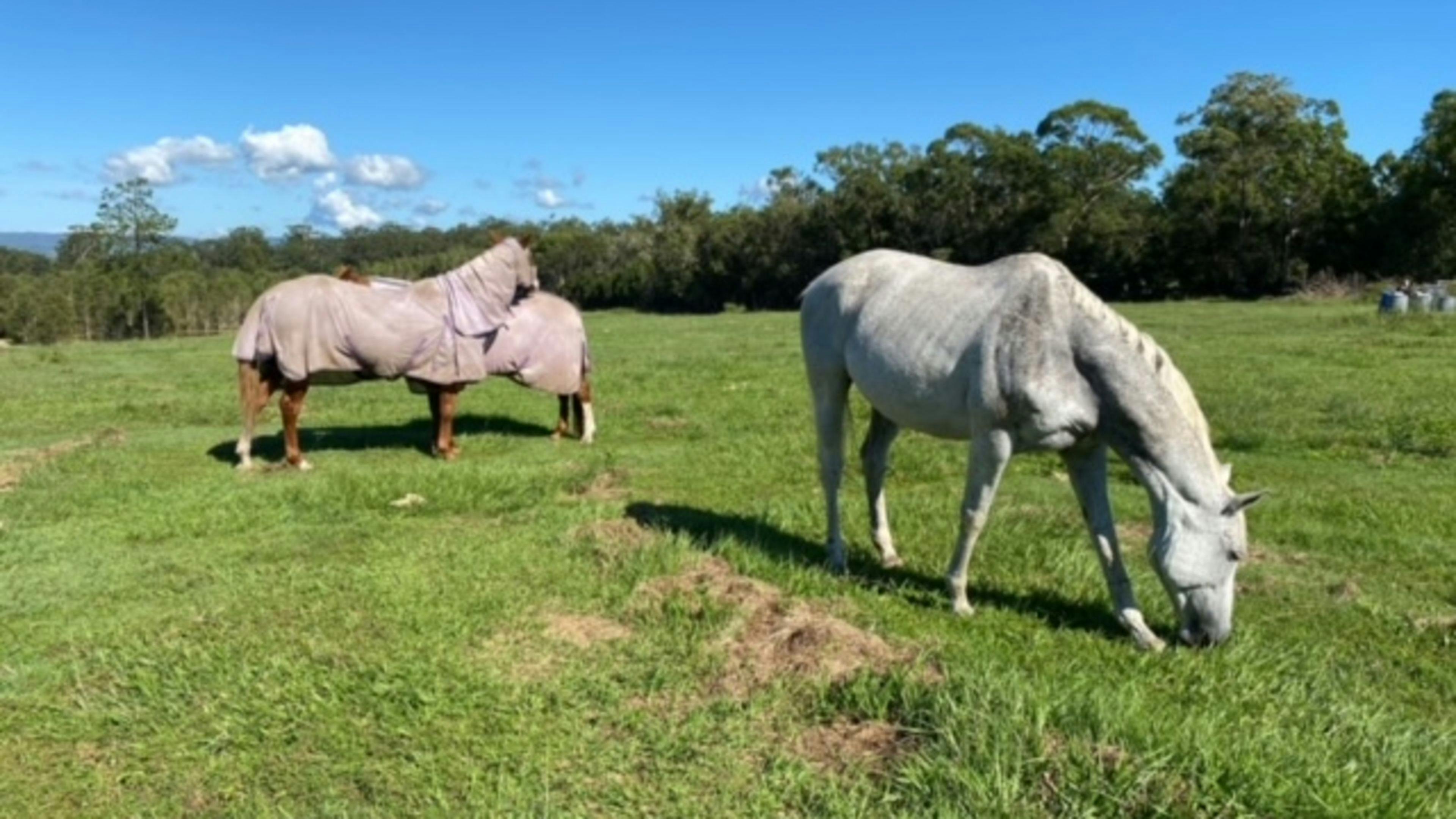 Caboolture Country Camp
