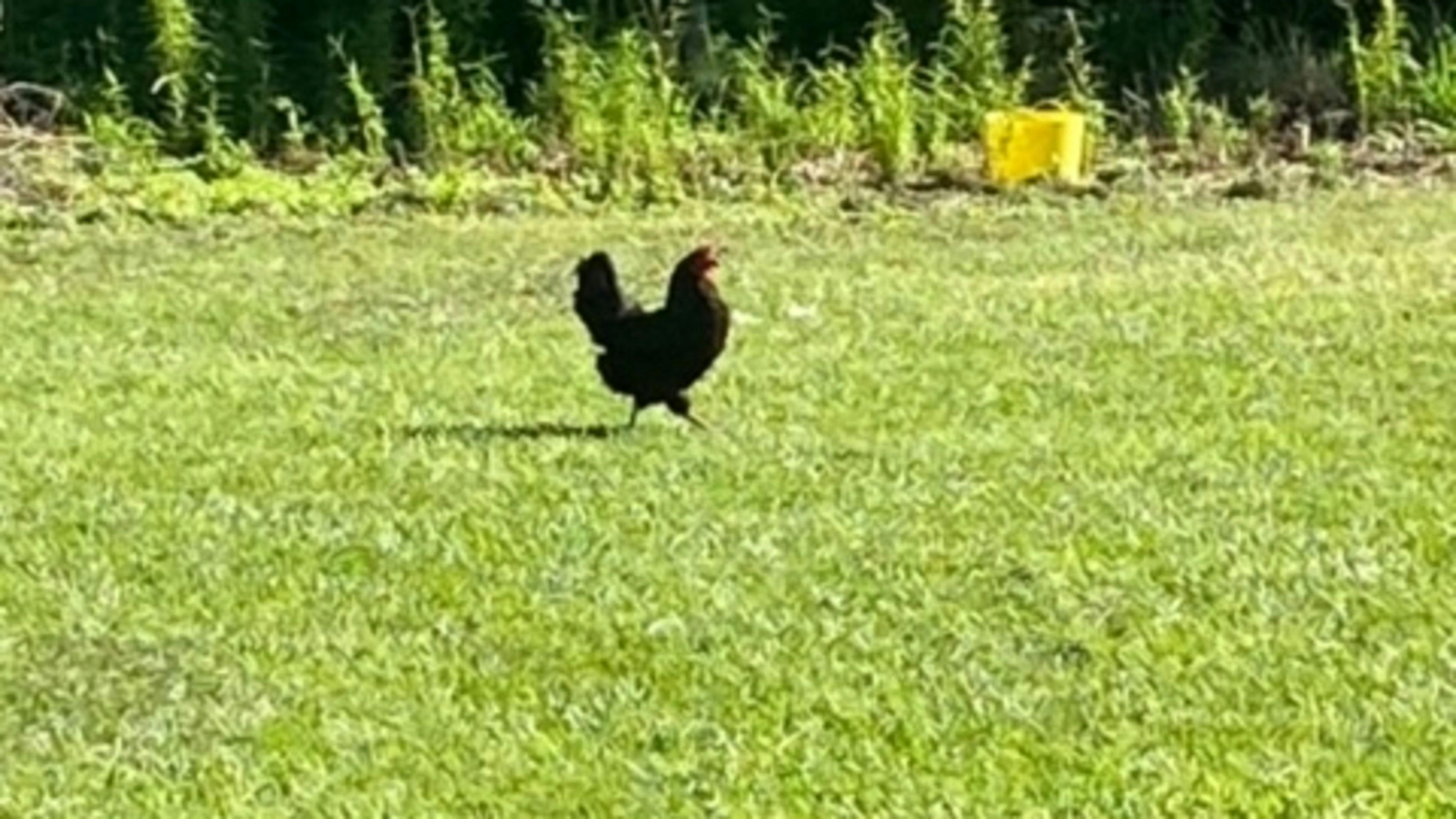 Caboolture Country Camp