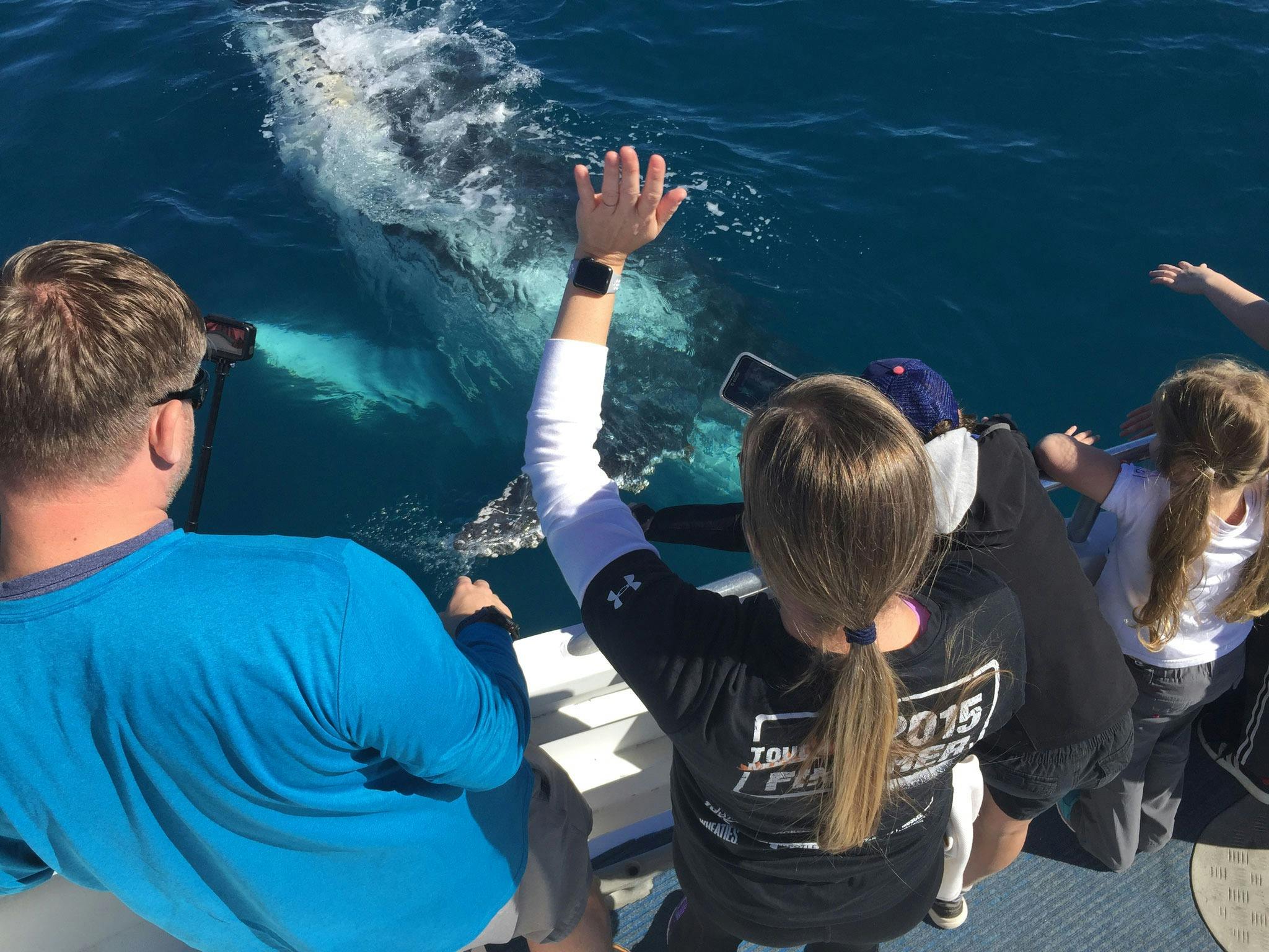 humpback from the deck