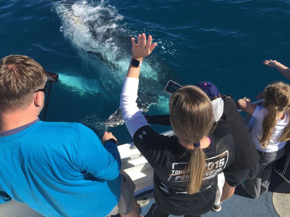 humpback from the deck