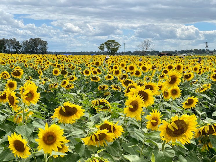 A blooming sunflower field in the Hunter Valley