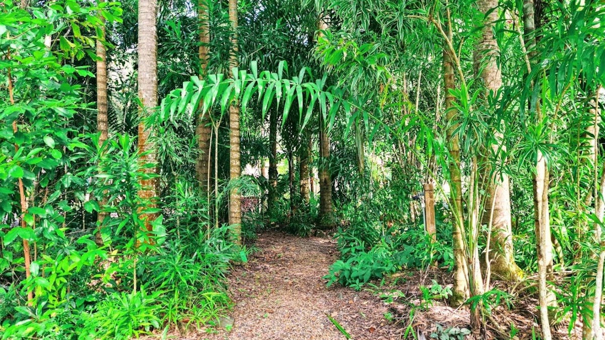 Tropical plants along the walkway