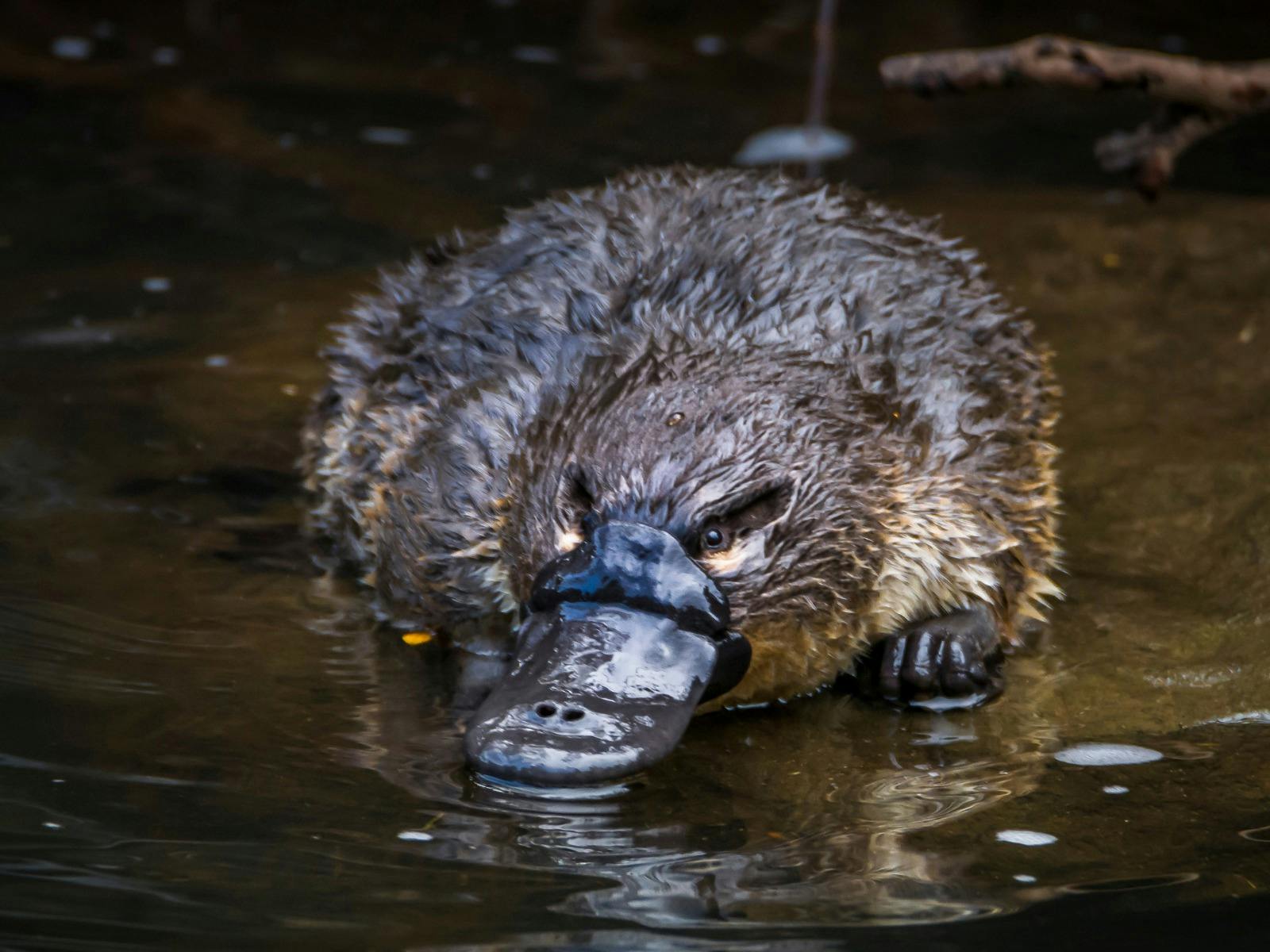 Beaker Street - Platypus Walks