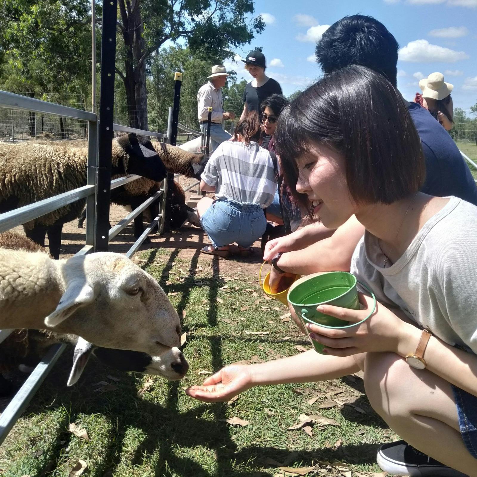 Alpaca Feeding - EWE Nique Hobby Farm