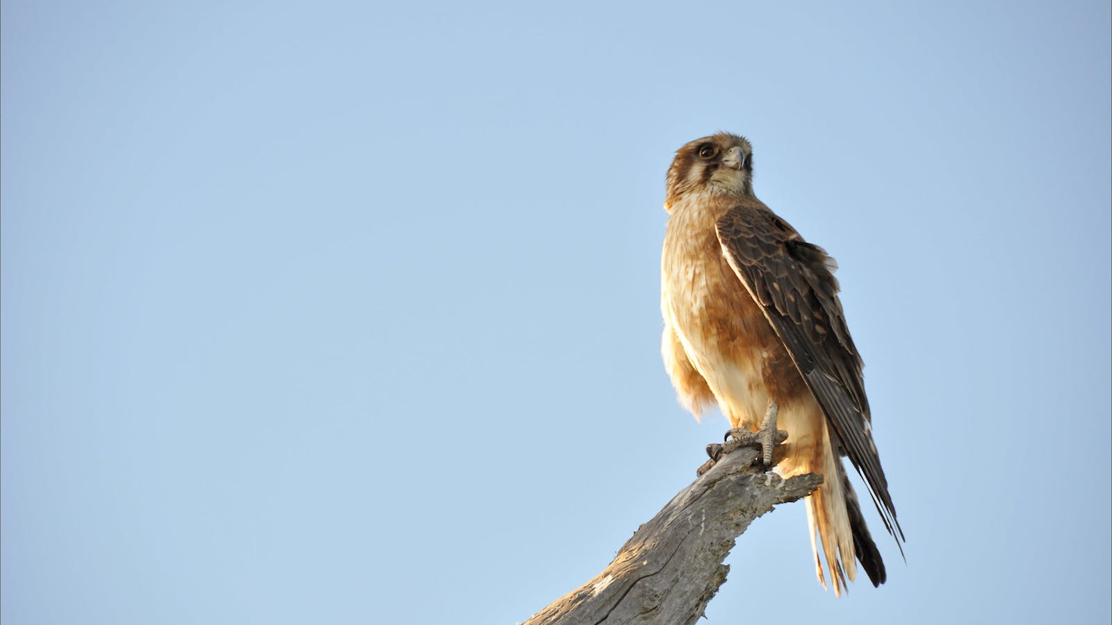 Bool Lagoon Game Reserve and Hacks Lagoon Conservation Park