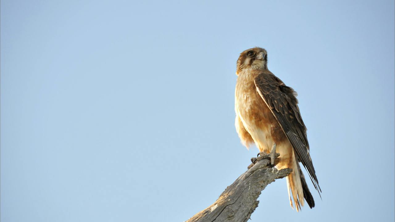 Bool Lagoon Game Reserve and Hacks Lagoon Conservation Park