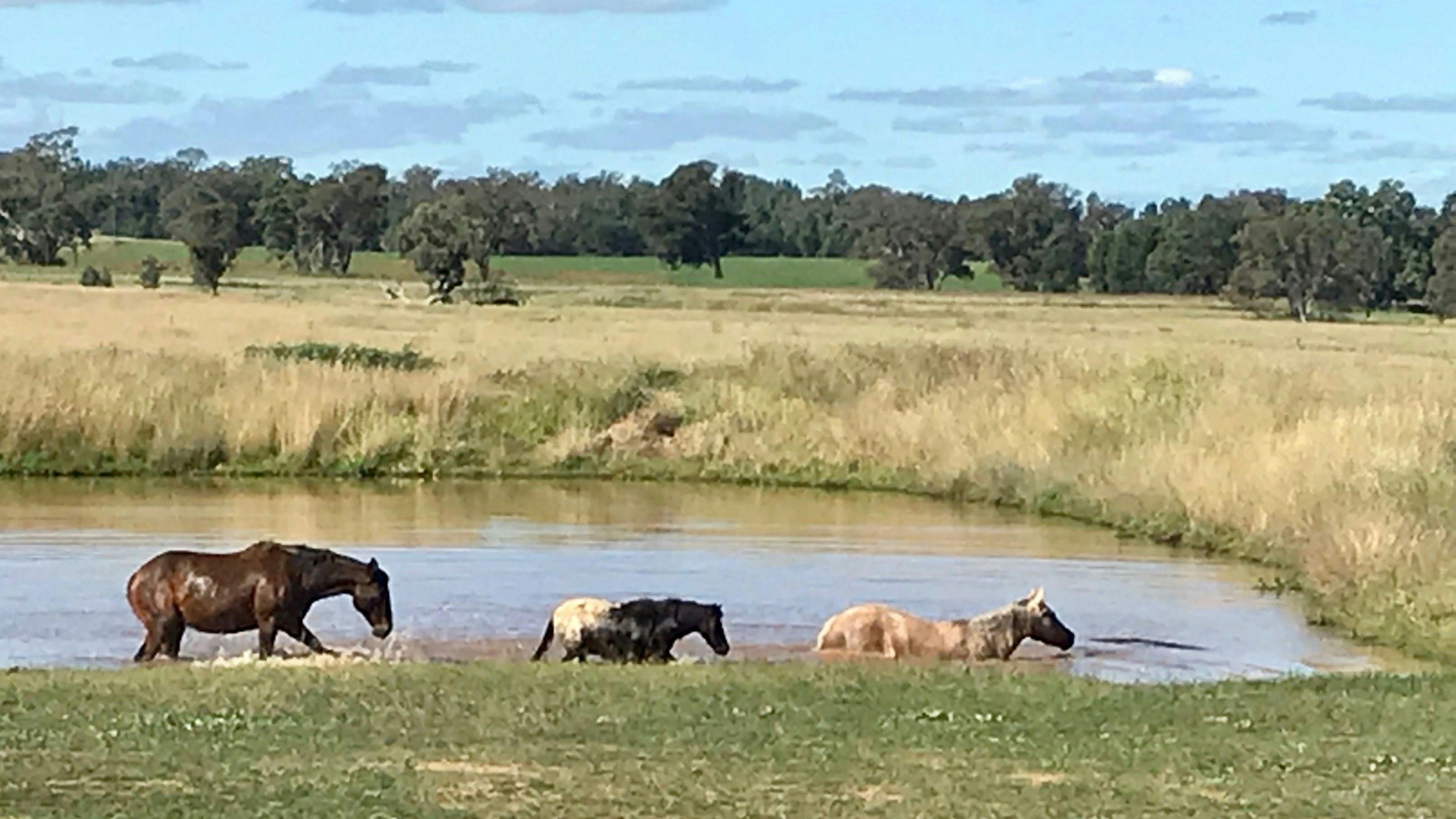 Animals enjoying some dam time