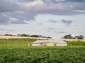 Take a guided walking tour of our Certified Organic Estate Vineyard surrounding our Cellar Door.