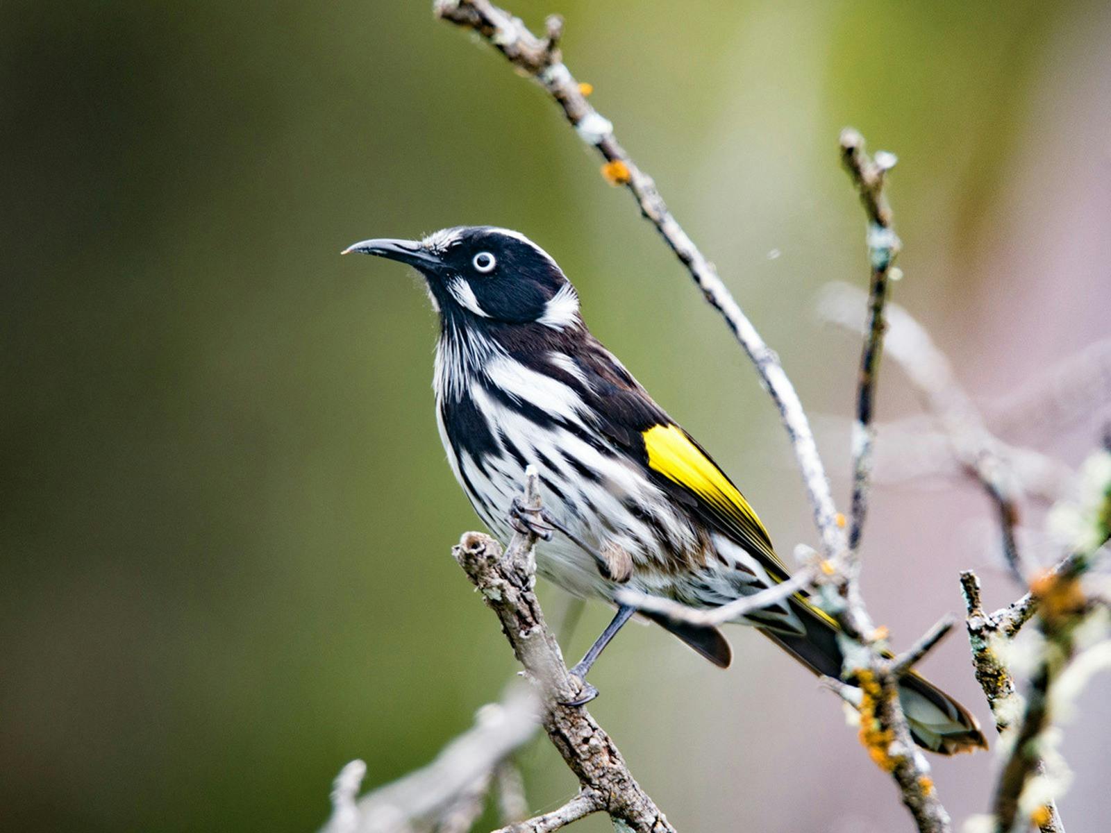 Spot birdlife at the twitchers haven that is Troubridge Island