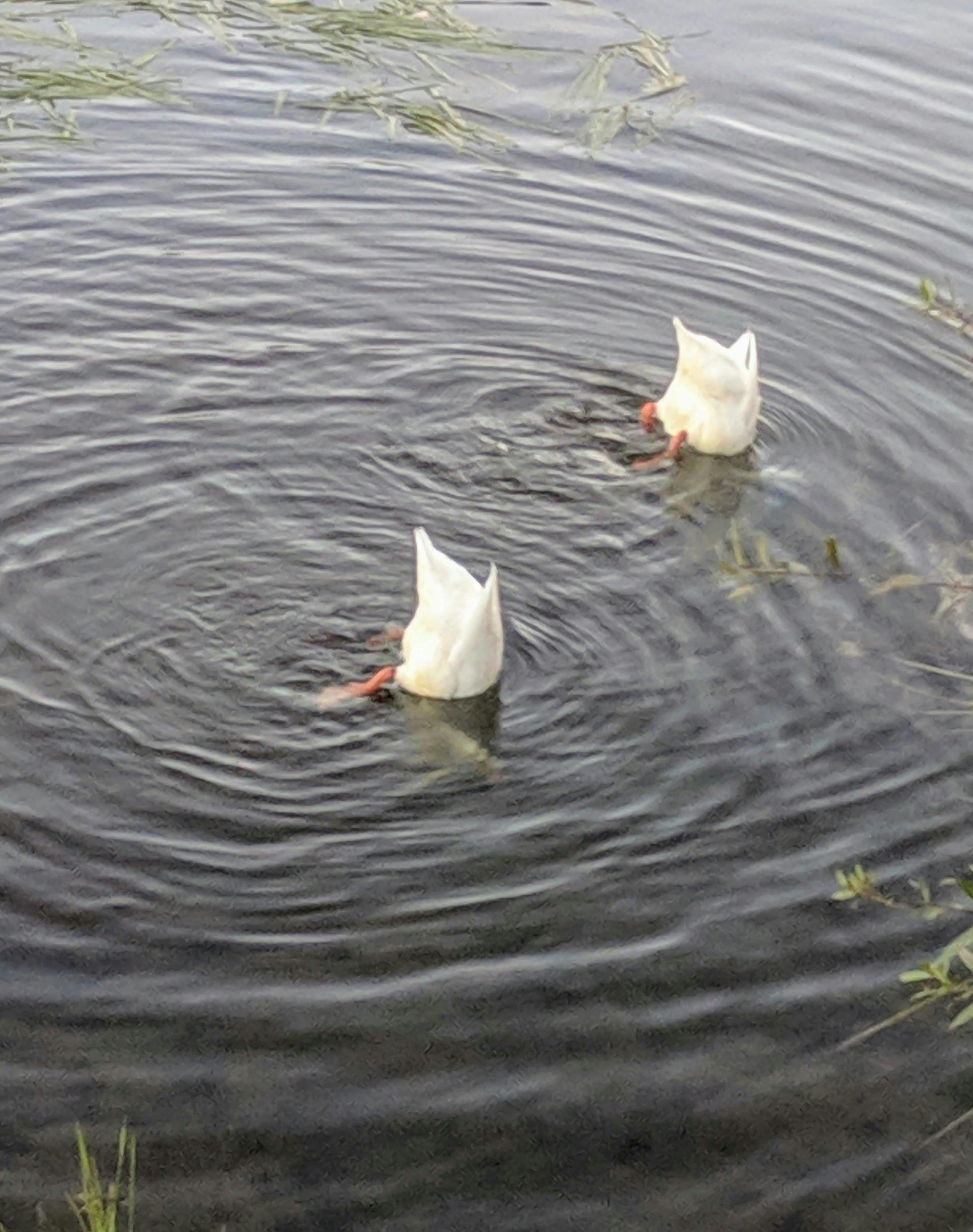 Ducks feeding with bums up in the river
