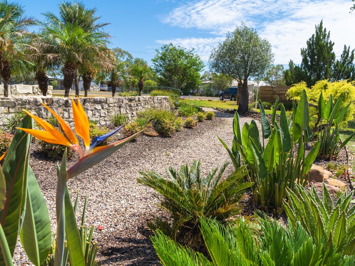 Bird of Paradise at Henricks Park