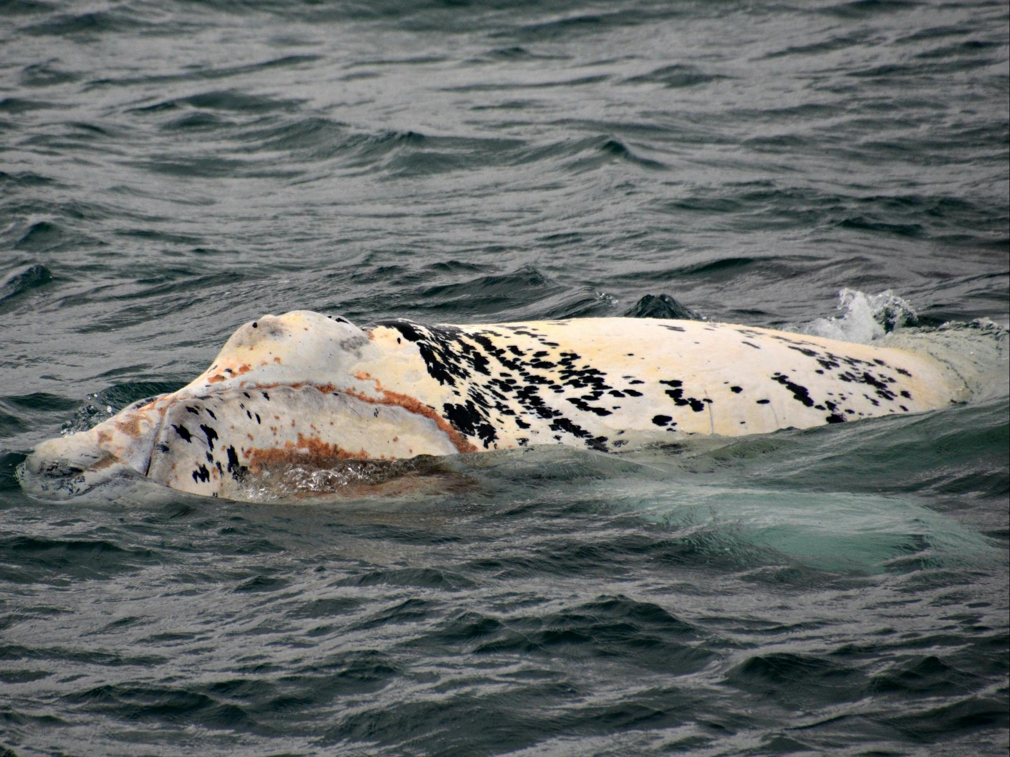 White Southern Right Whale Calf Pearl