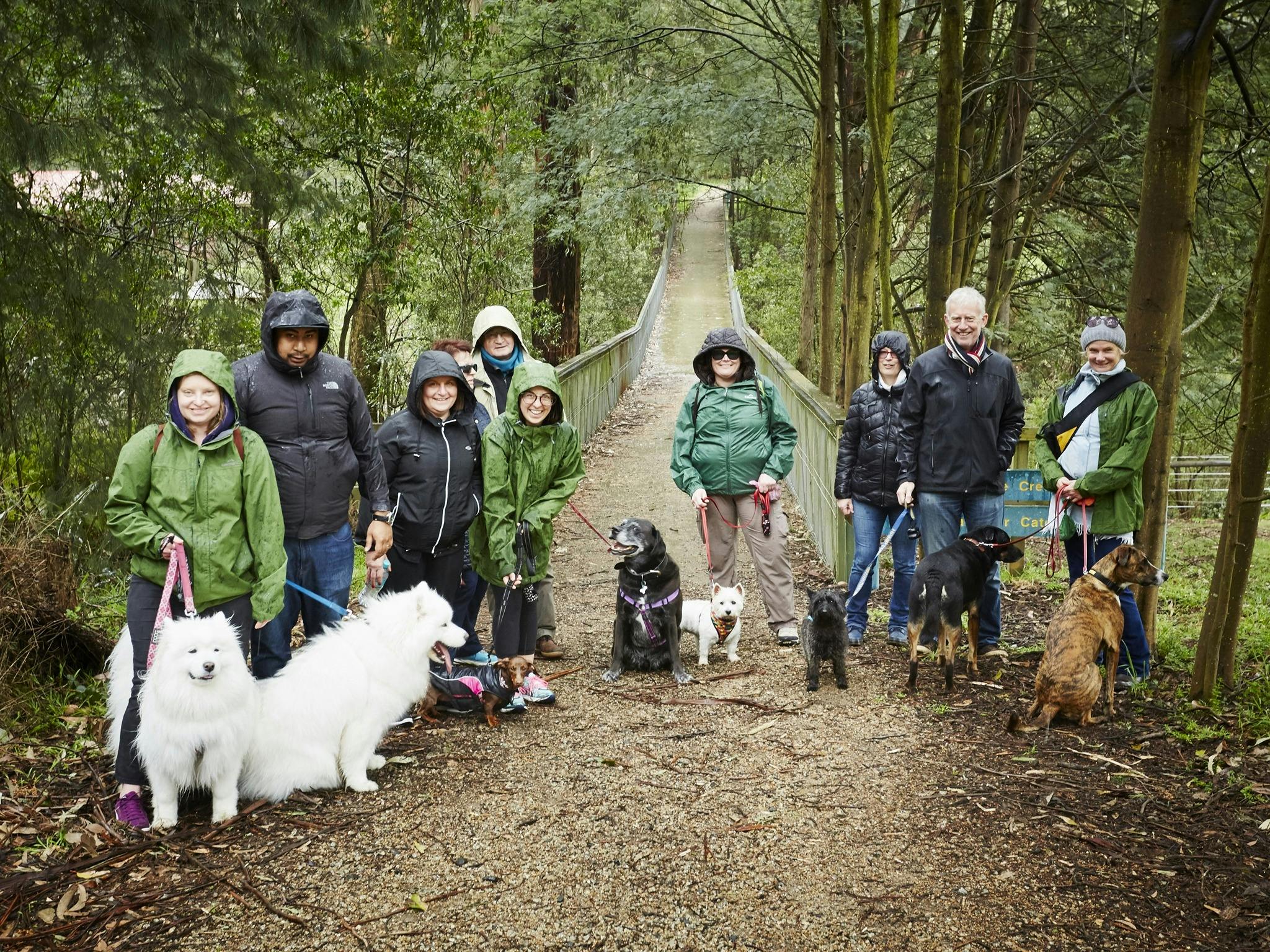 Doggy Picnic Adventures