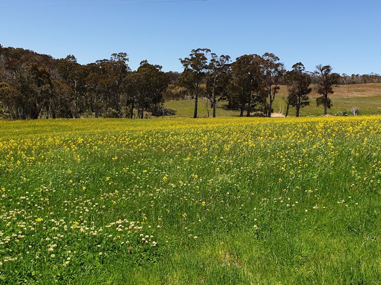 view across front paddock big change from last year.