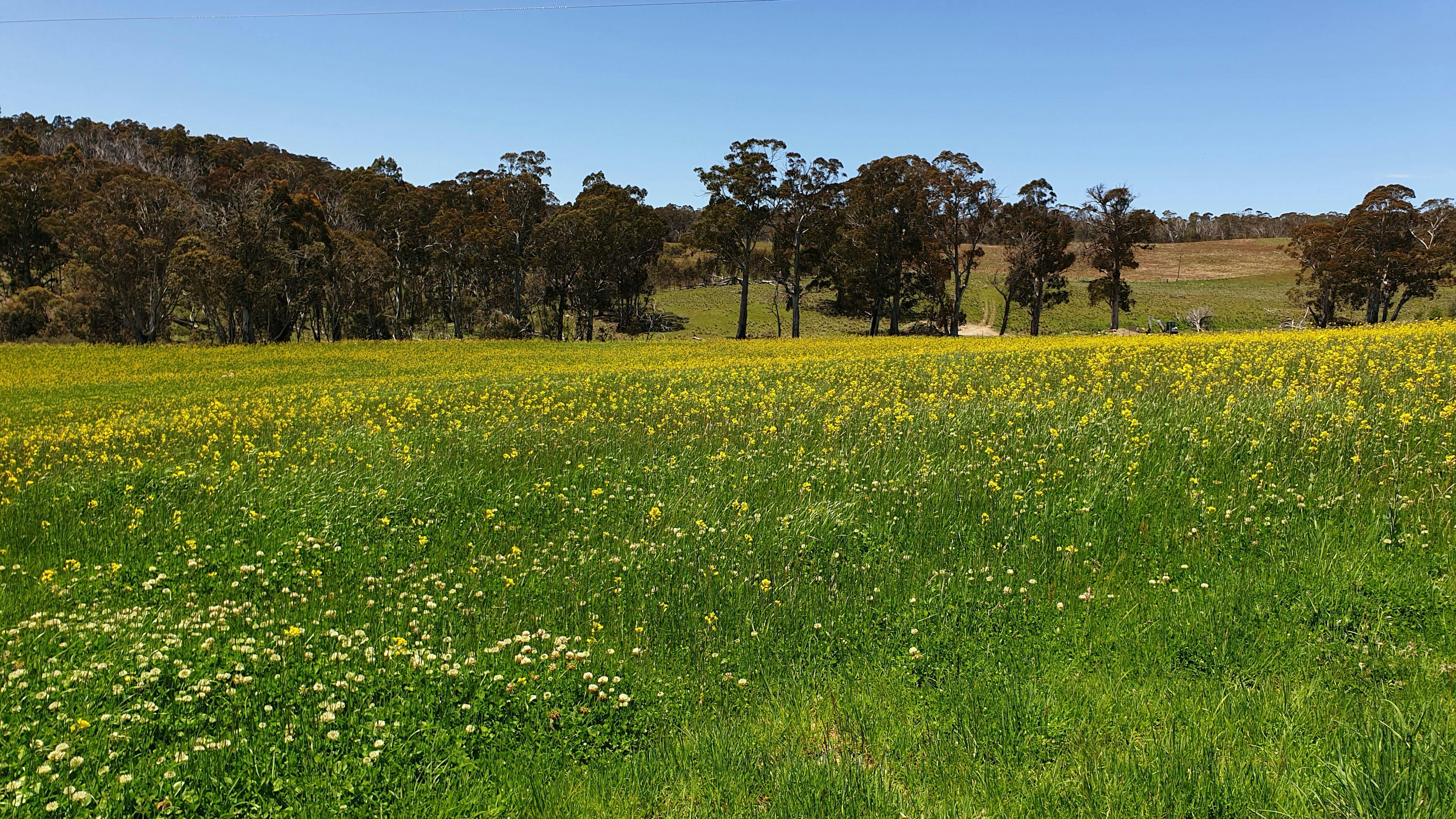 view across front paddock big change from last year.
