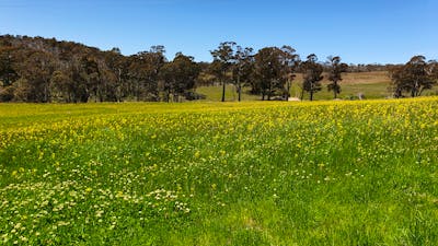 view across front paddock big change from last year.