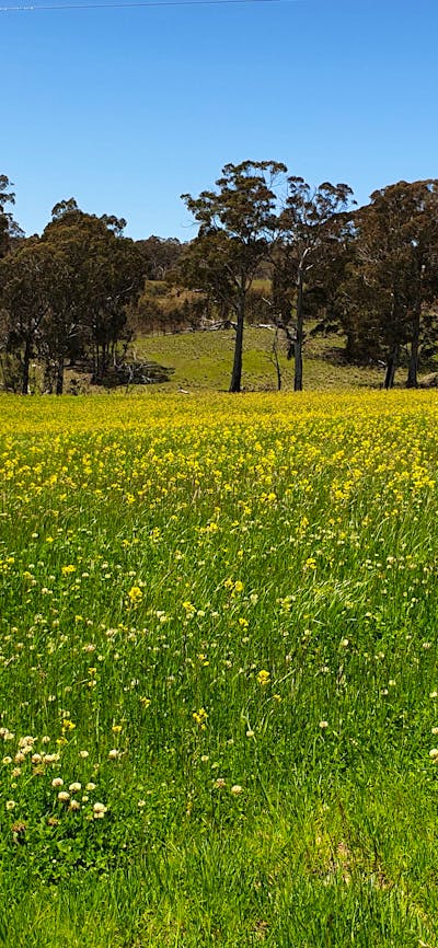 view across front paddock big change from last year.