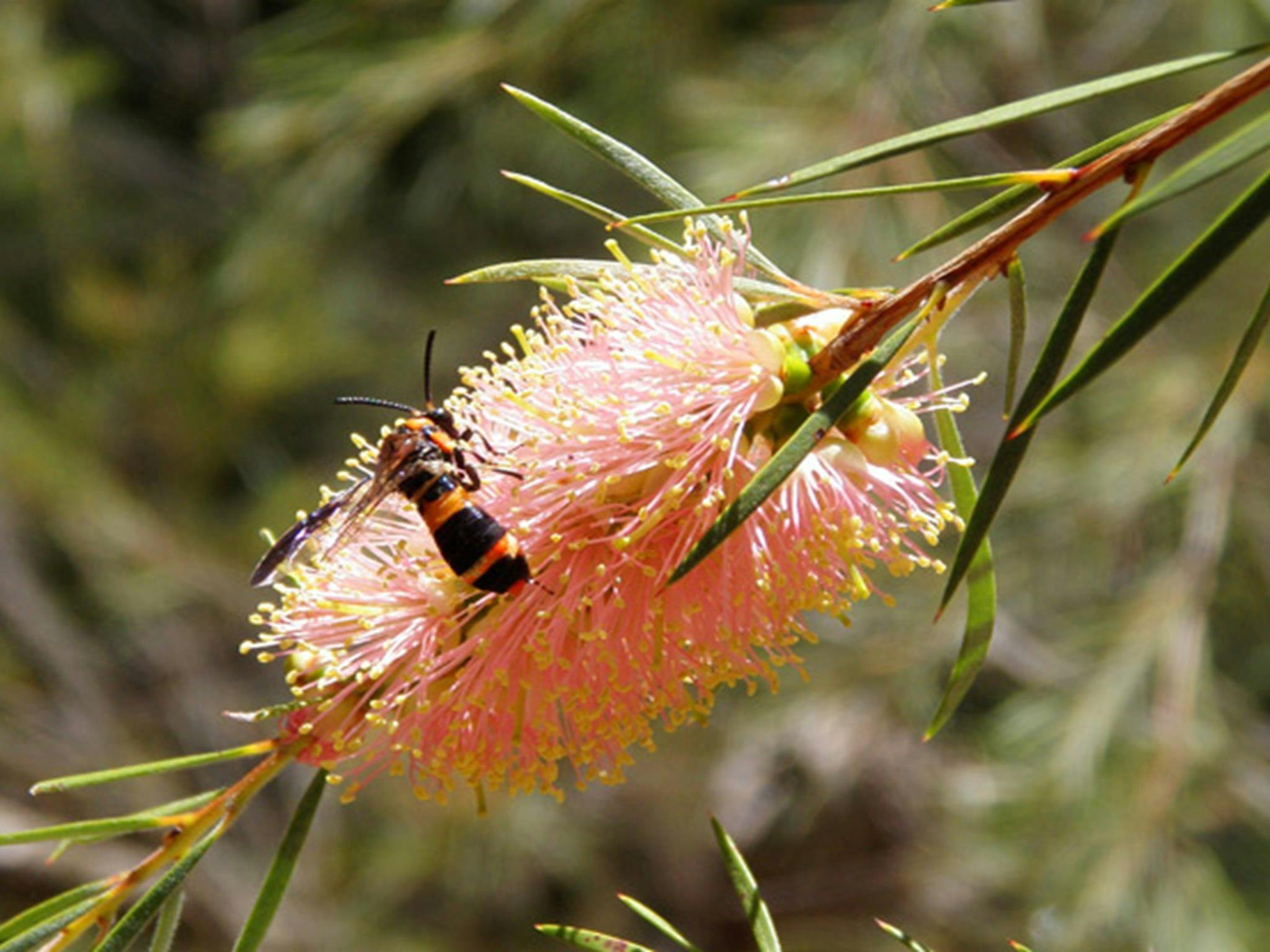 Abercrombie River National Park