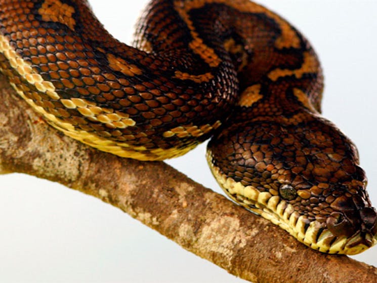 Carpet Python, Richmond Range National Park. Photo: N Gambold/NSW Government